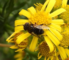 Eristalinus sepulchralis