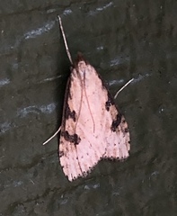 Udea itysalis