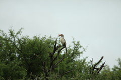 Tockus damarensis