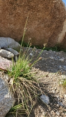 Carex heteroneura