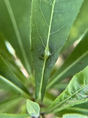 Neolasioptera vernoniae