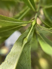 Neolasioptera vernoniae