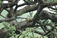 Achaetops pycnopygius