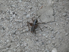 Antaxius spinibrachius