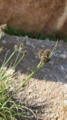 Carex heteroneura