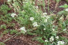 Berteroa incana