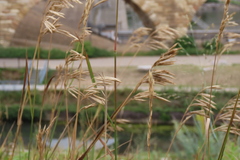 Bromus inermis