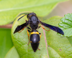 Ancistrocerus spinolae