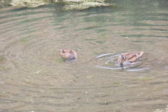 Anas platyrhynchos