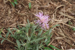 Centaurea stoebe