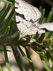 Macaria bitactata