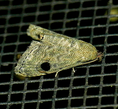 Abablemma brimleyana