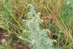 Artemisia