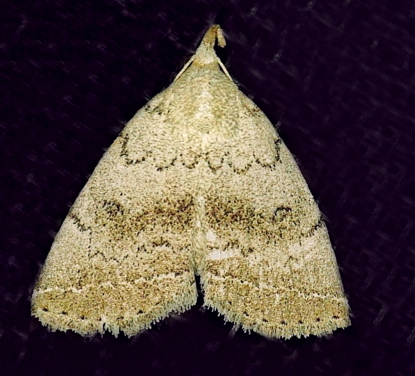 Zanclognatha minoralis