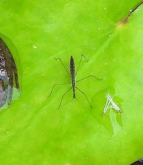 Hydrometra stagnorum