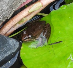 Hydrometra stagnorum