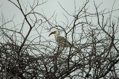 Tockus damarensis