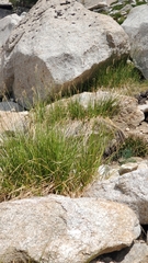 Carex congdonii