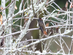 Chrysolampis mosquitus