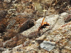 Cryptocheilus annulatus