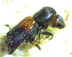 Xylobiops basilaris
