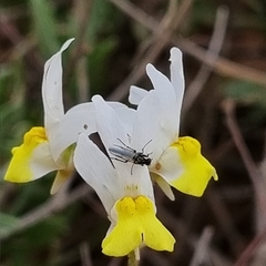 Nemesia ligulata