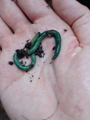 Aporrectodea smaragdina