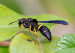 Ancistrocerus spinolae