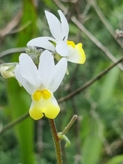 Nemesia ligulata