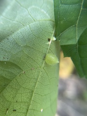 Dasineura collinsoniae