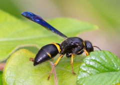 Ancistrocerus spinolae