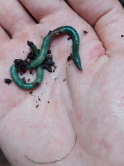 Aporrectodea smaragdina