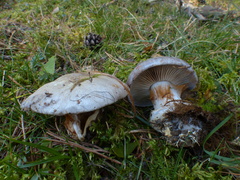 Cortinarius caerulescens