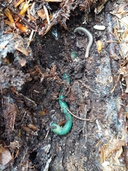 Aporrectodea smaragdina