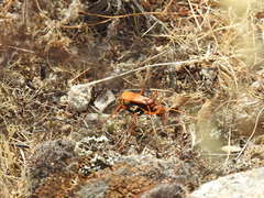 Cryptocheilus annulatus