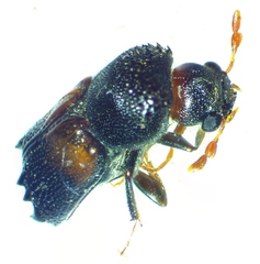 Xylobiops basilaris
