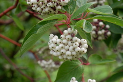 Cornus alba