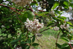 Cornus alba