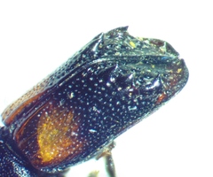 Xylobiops basilaris
