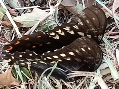 Papilio menatius victorinus