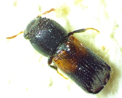 Xylobiops basilaris