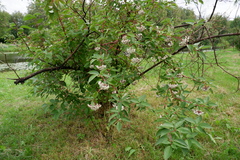 Cornus alba