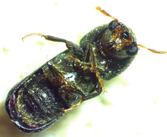 Xylobiops basilaris