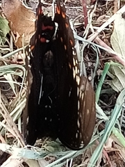 Papilio menatius victorinus