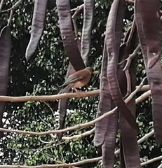 Turdus rufopalliatus