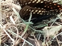 Papilio menatius victorinus