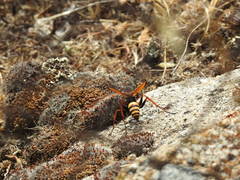 Cryptocheilus annulatus