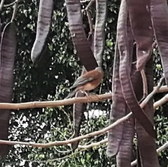 Turdus rufopalliatus