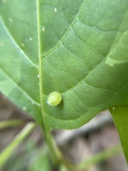 Dasineura collinsoniae