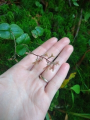 Neottia smallii